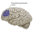 dorsolateral-prefrontal-cortex.jpg